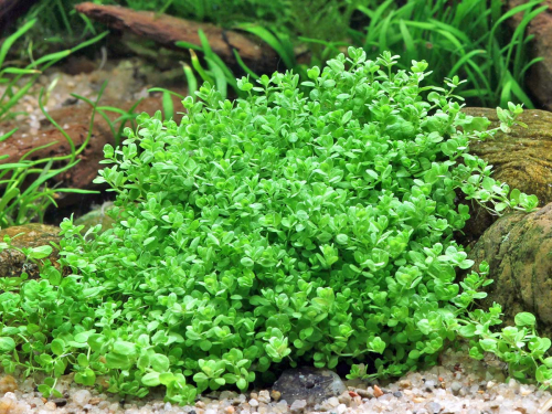 Kuba-Perlkraut - Hemianthus callitrichoides 'Cuba'